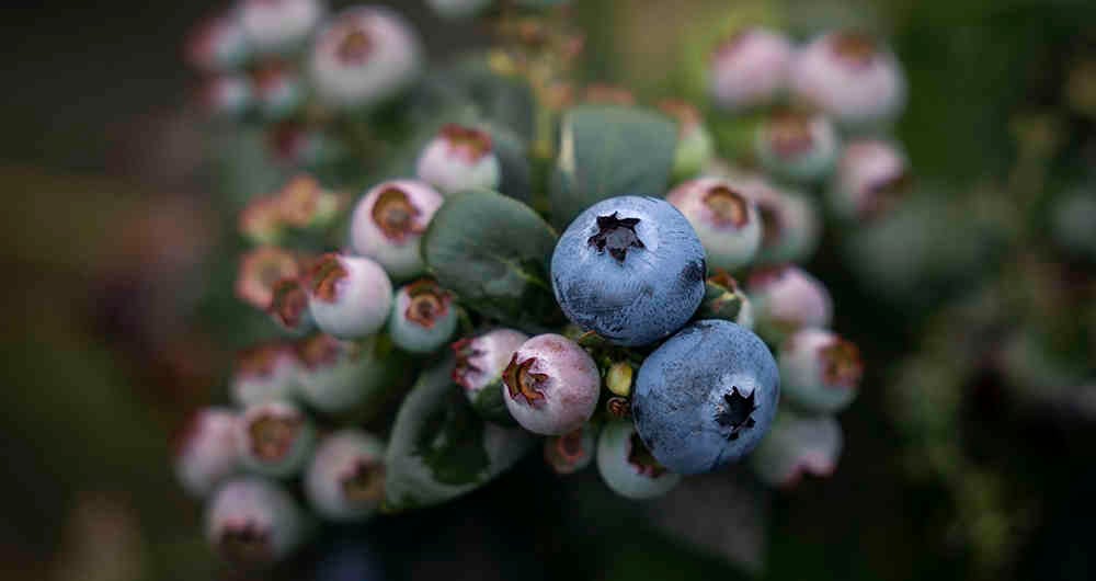 Cultivo de arándanos. Municipio de Chipaque, Cundinamarca. // Diego Cuevas