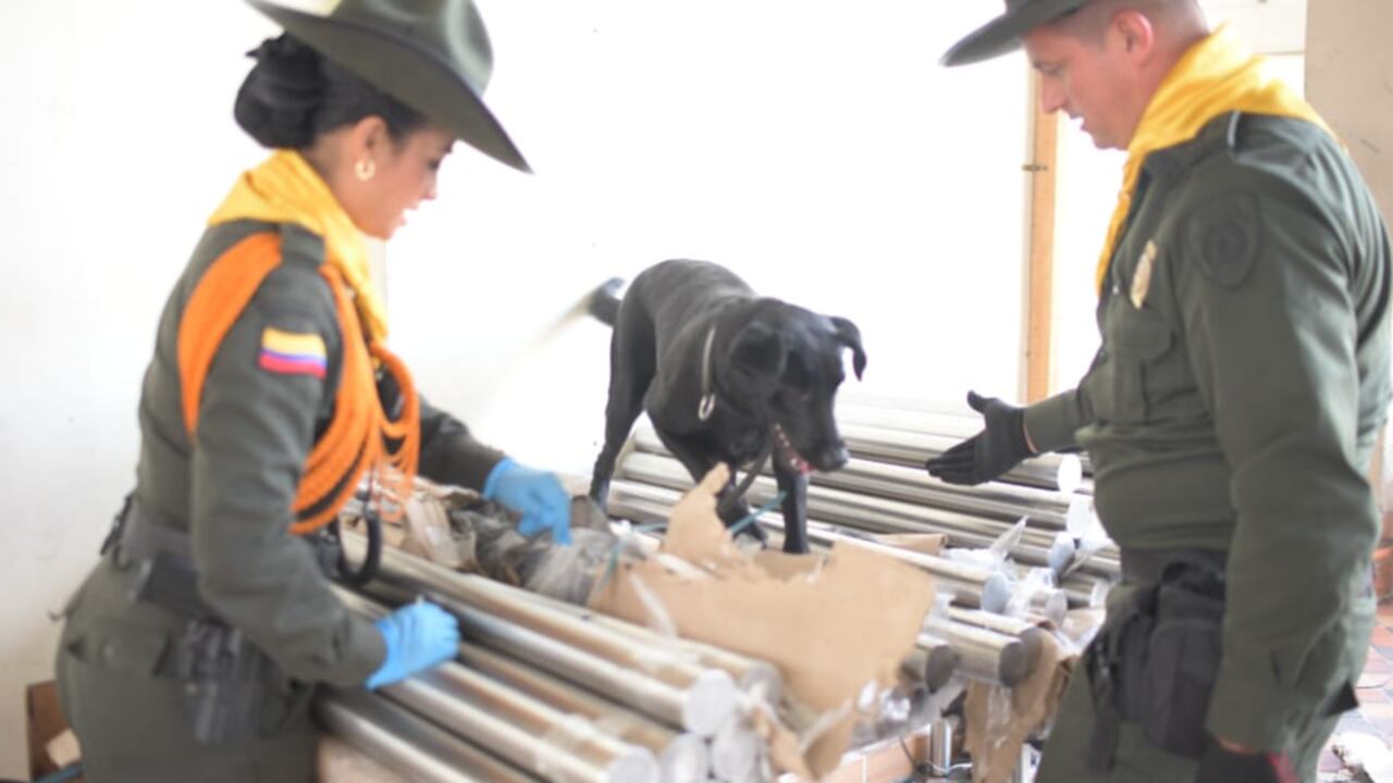 Panya, el perro que descubrió un millonario cargamento de drogas en Itagüí.
