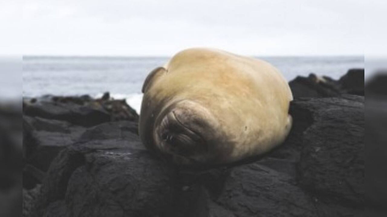 Mortandad de lobos marinos por gripe aviar.