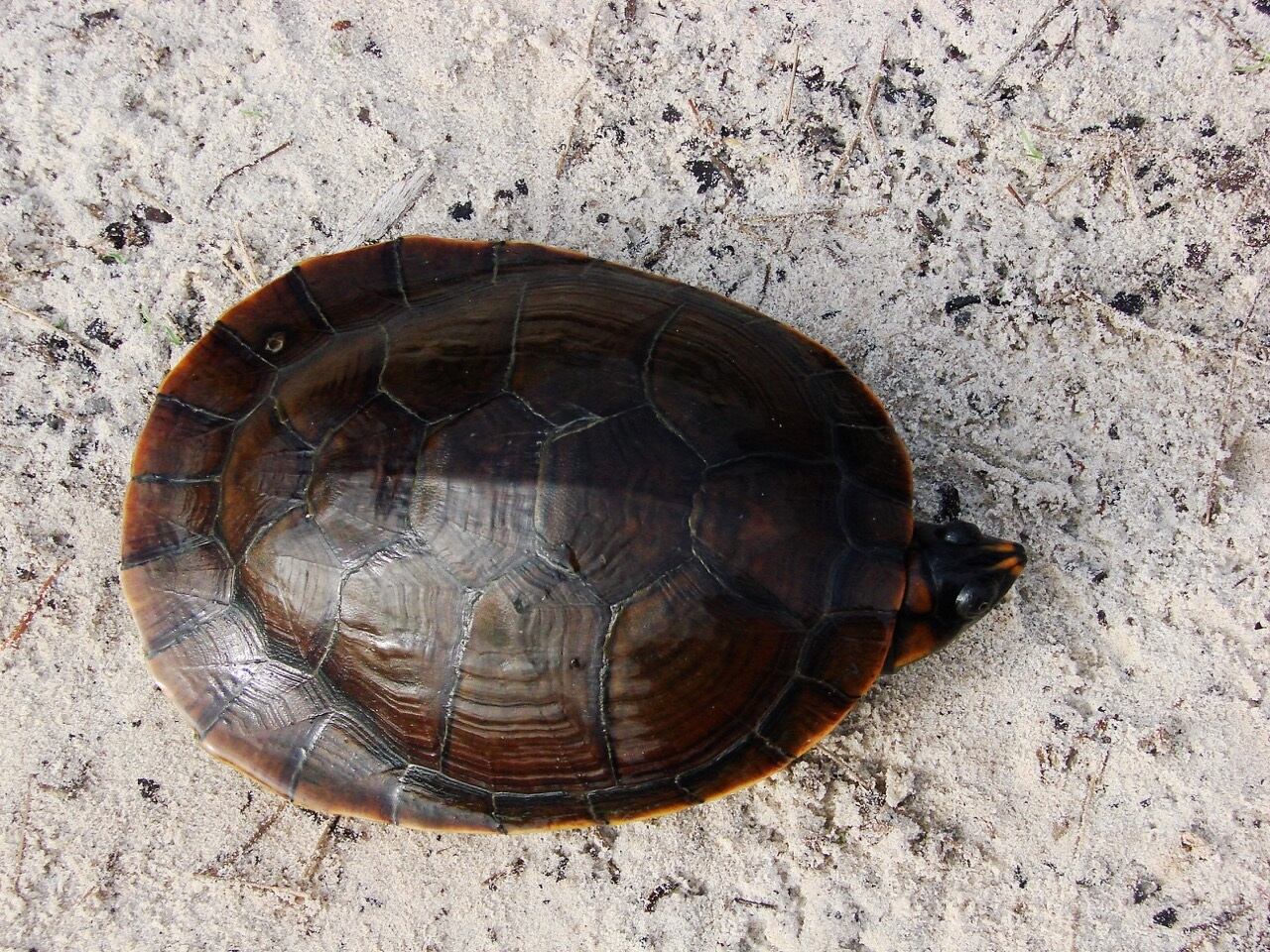 Tortugas amenazadas en Colombia