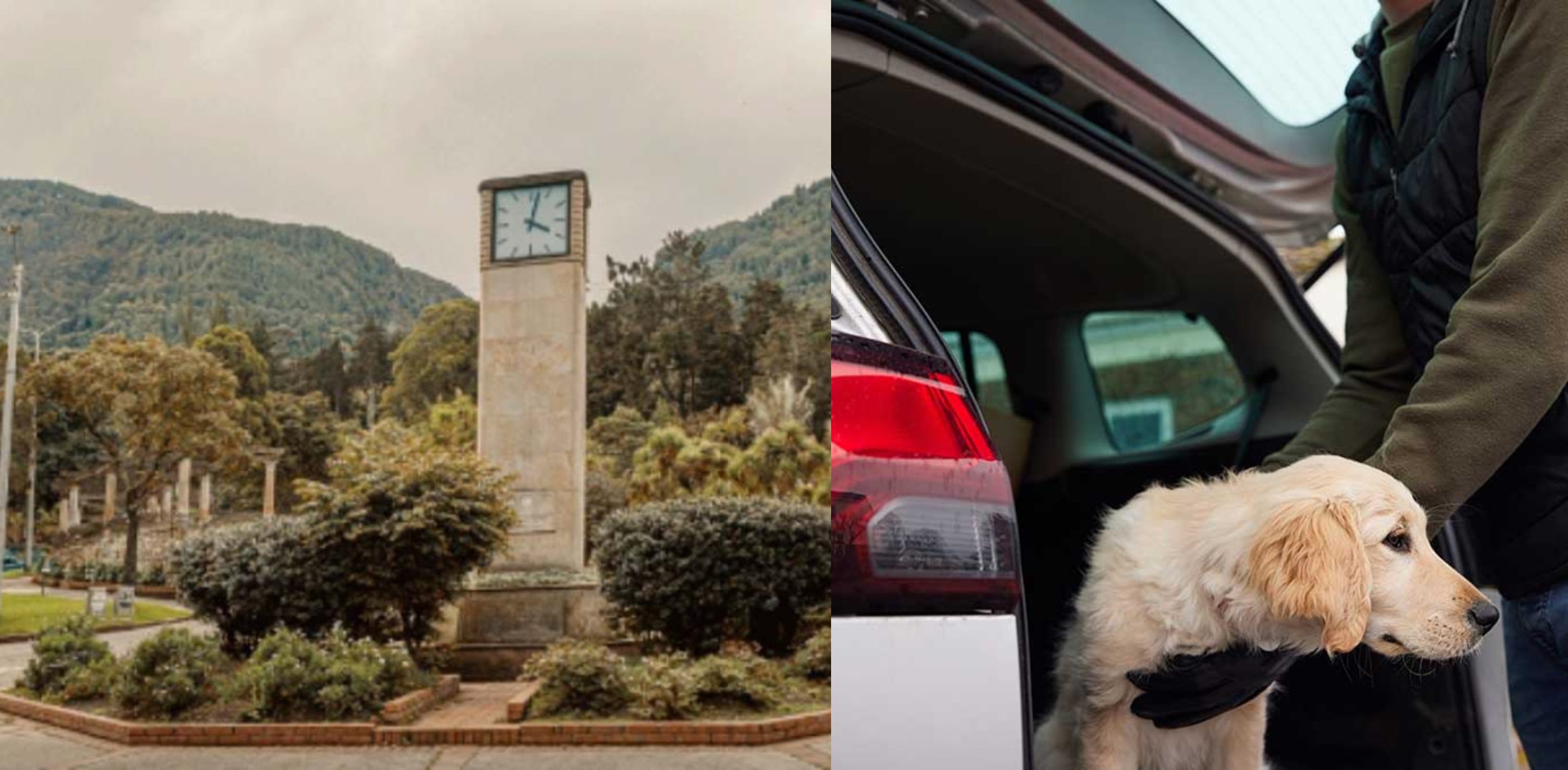 el peligroso modus operandi para robar perros en el centro de Bogotá.