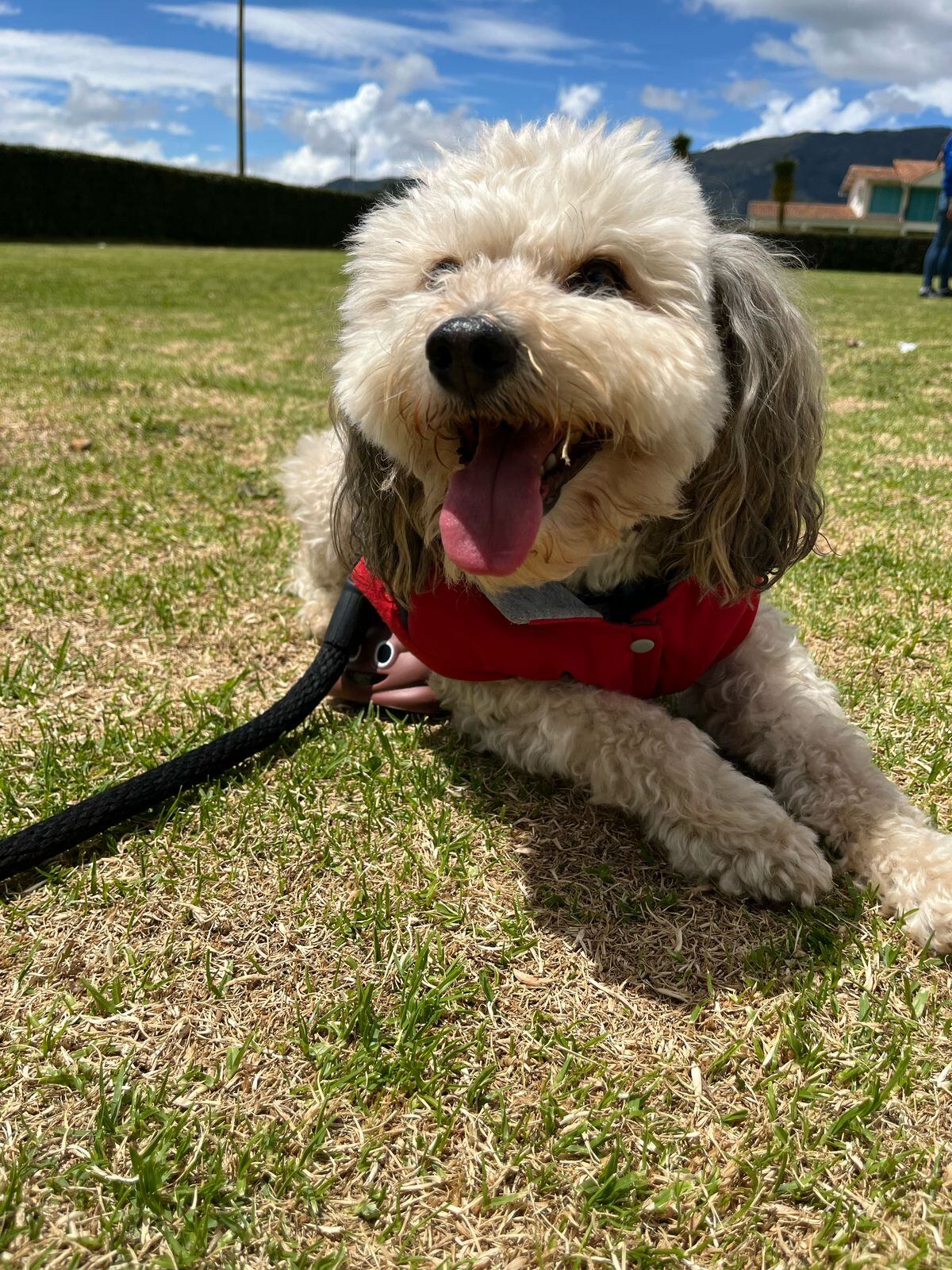 Milo tiene seis años y estaba dentro del vehículo robado.