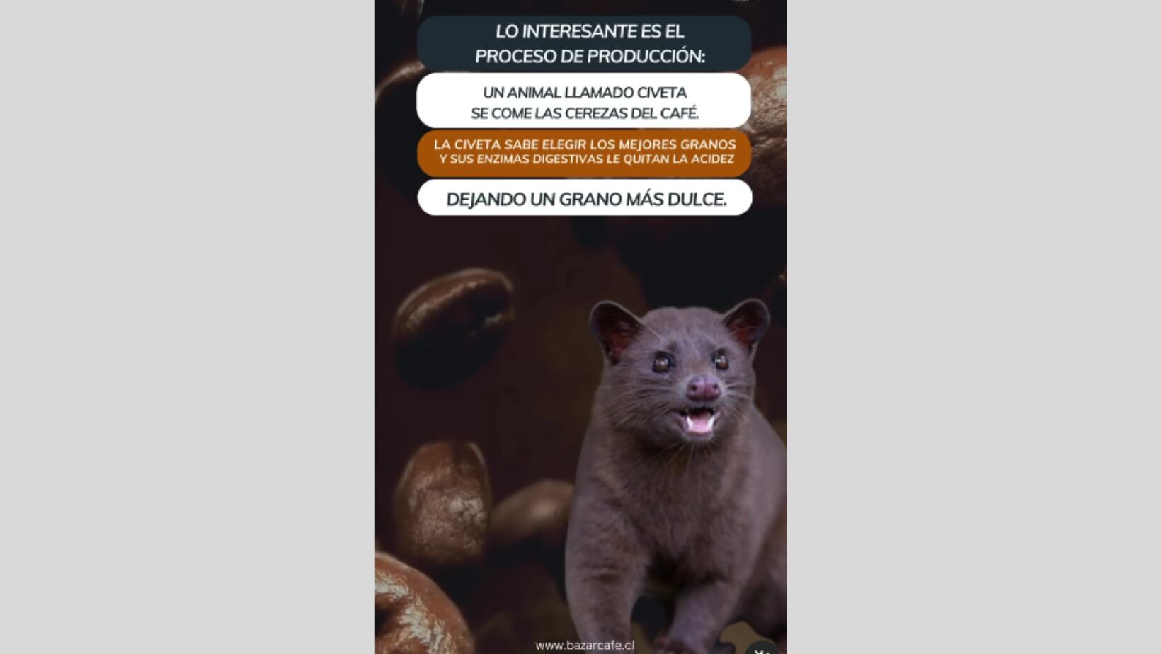 Este es el café más caro del mundo