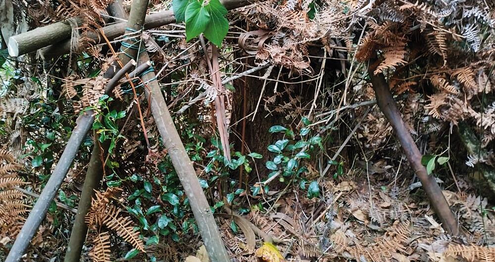 el mampuesto estaba de manera lineal a la entrada a la vivienda.