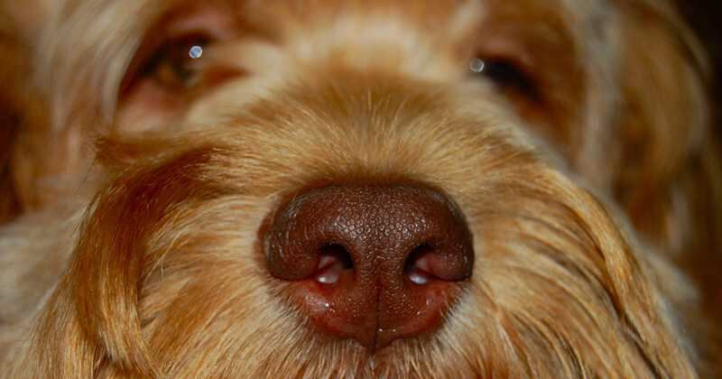 ¿Por qué le sangra la nariz a mi perro?
