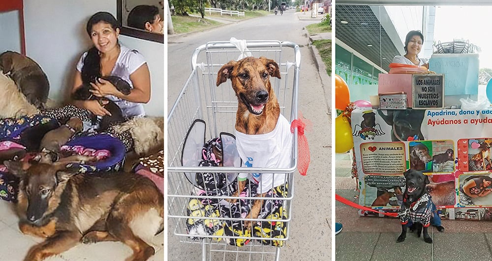 Mónica reúne alrededor de 100 animales en su albergue, a los cuales asiste con recursos propios porque no recibe ayuda estatal. 