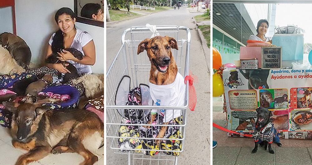 Mónica reúne alrededor de 100 animales en su albergue, a los cuales asiste con recursos propios porque no recibe ayuda estatal. 