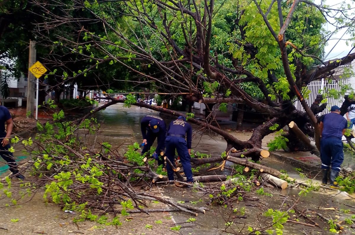Un árbol caído en la árbol caído en la carrera 47 con calle 63 en Barranquilla fue removido por los bomberos.