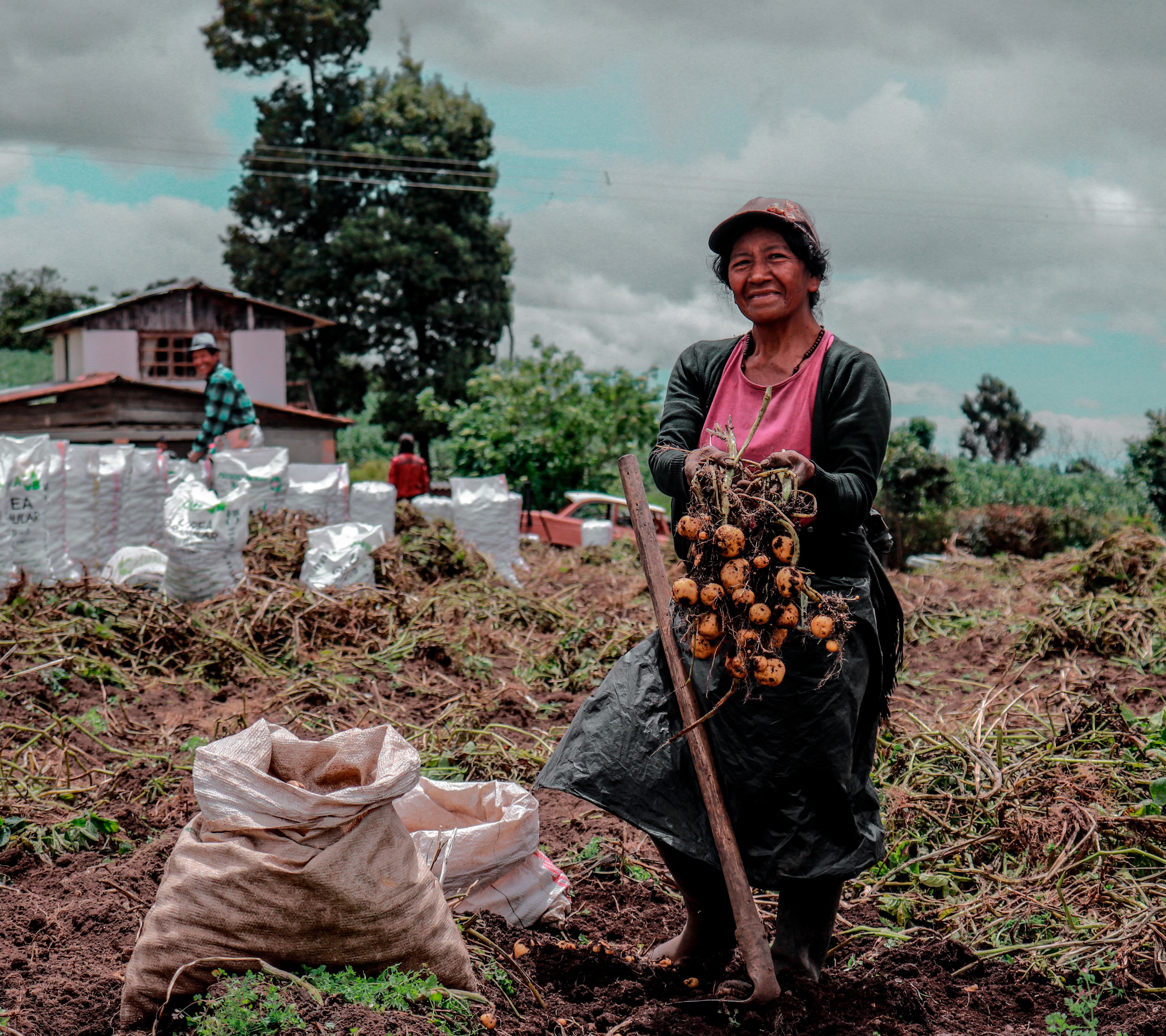 En el país se registran 7,3 millones de campesinas, pero de ellas solo 2 millones están ocupadas. El resto están desempleadas o por fuera de la fuerza laboral, 