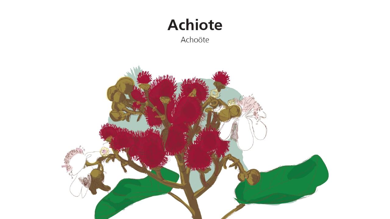 Vademécum de plantas medicinales Wayúu