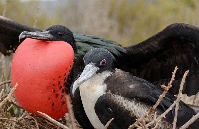 Durante uno de los laboratorios naturales del Parque Nacional Galápagos se observaron Fragatas. Estas aves pueden pesar entre 1 y 1,5 kilogramos y pueden dormir mientras vuelan. El parque es actualmente Patrimonio de la Humanidad.