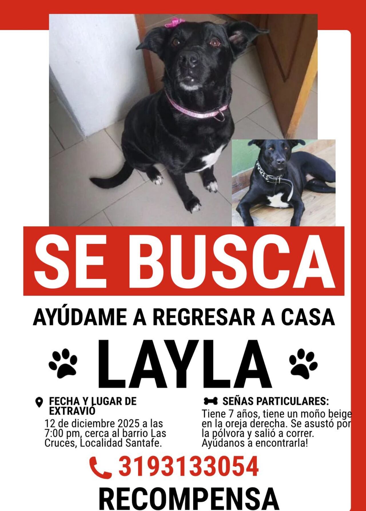 Se busca a Layla, perrita perdida en la localidad de Santafe