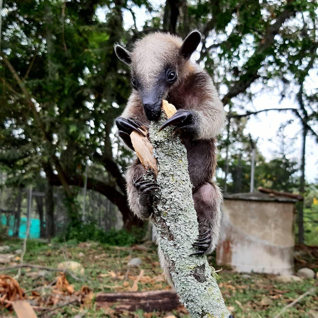 El oso hormiguero se ha visto amenazado por el aumento de la deforestación que se traduce en la reducción del tamaño de su hábitat, es por eso que la CVC trabaja para alejarlo de las zonas urbanas y explicarle a la ciudadanía que debe permitir su circulación, sin atacarlo ni llamar su atención.  Foto: Cortesía CVC
