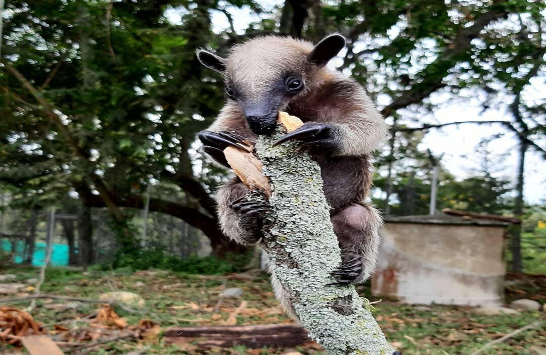 El oso hormiguero se ha visto amenazado por el aumento de la deforestación que se traduce en la reducción del tamaño de su hábitat, es por eso que la CVC trabaja para alejarlo de las zonas urbanas y explicarle a la ciudadanía que debe permitir su circulación, sin atacarlo ni llamar su atención.  Foto: Cortesía CVC