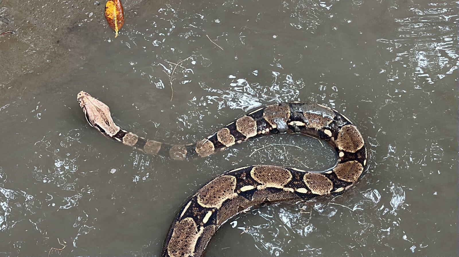 Especies liberadas por la CVC.