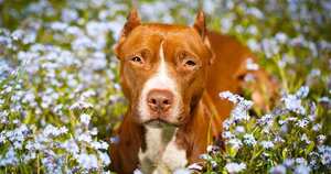 Razas potencialmente peligrosas