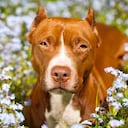 Razas potencialmente peligrosas