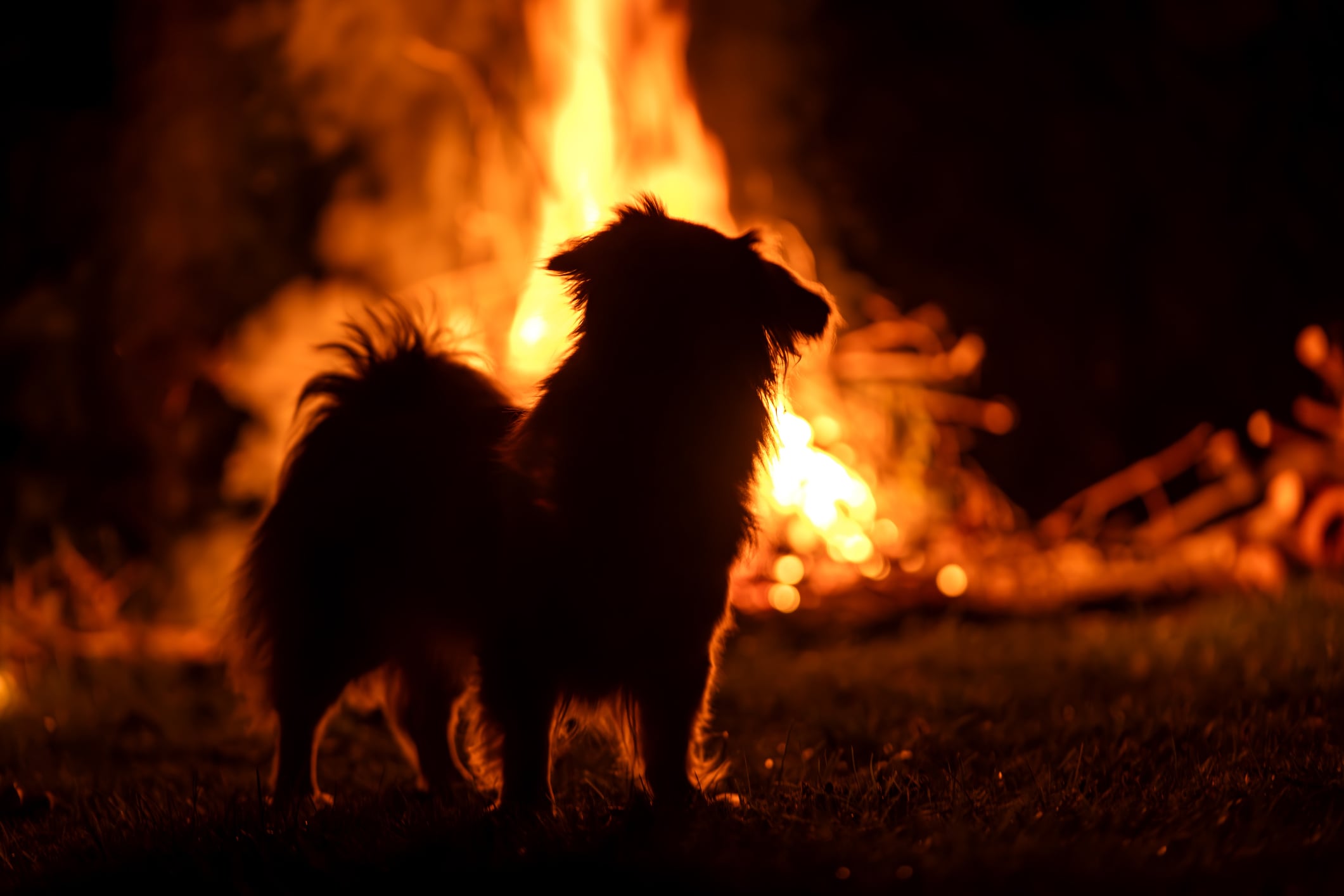 ¿Cómo evacuar con mascotas durante un incendio?