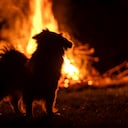 ¿Cómo evacuar con mascotas durante un incendio?