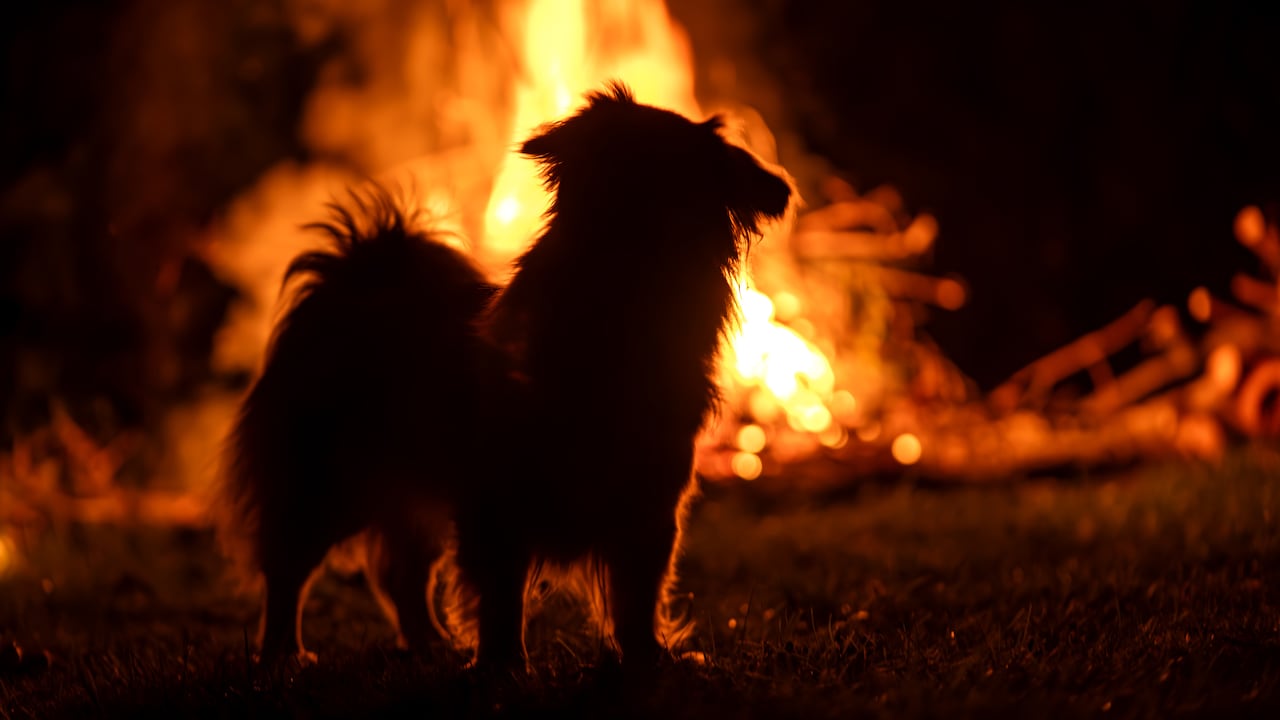 ¿Cómo evacuar con mascotas durante un incendio?