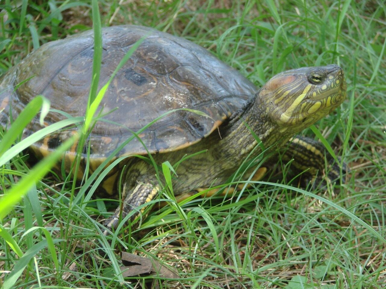 Tortugas amenazadas en Colombia