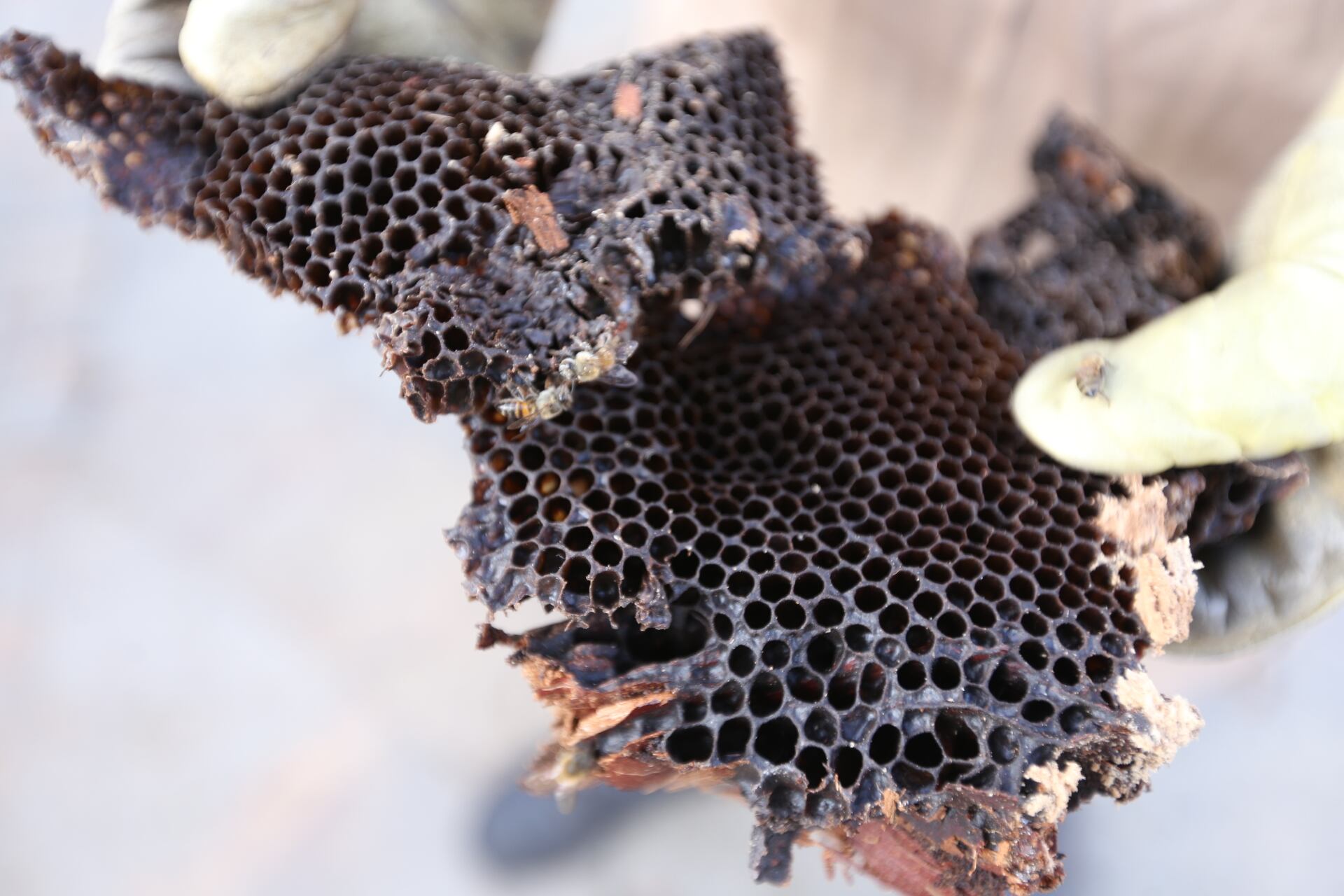 Imagen de referencias de abejas.