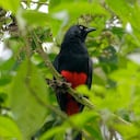 Cacique candela - Parque Natural Las Tángaras Chocó