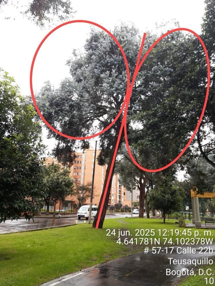Árboles en riesgo de caída en Ciudad Salitre.