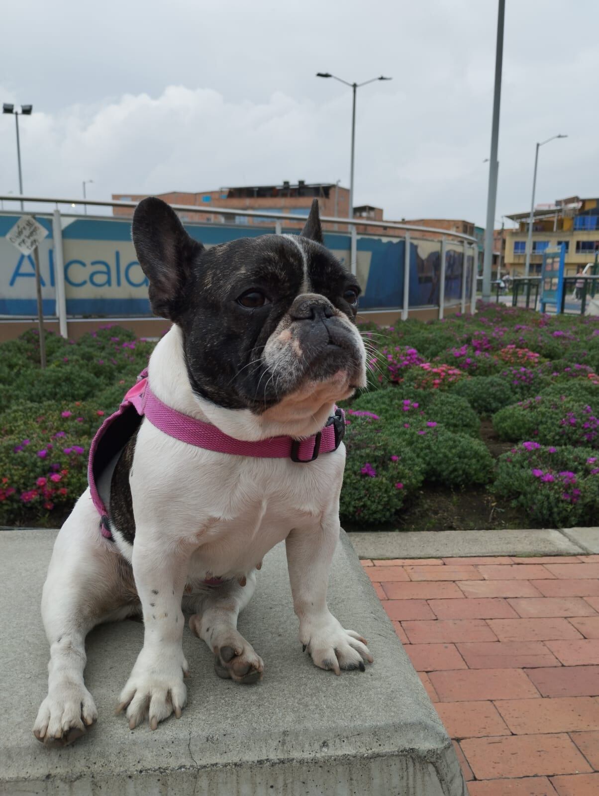Falso vendedor de bolsas raptó a perrita enferma en la puerta de un local en Bosa La Esperanza.