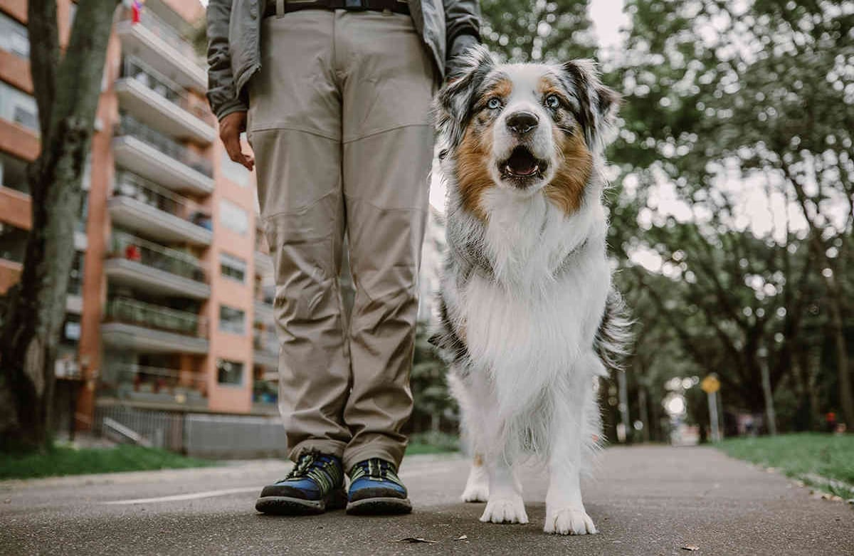 Soy Aslan y tengo dos años y medio. Todas la mañanas, saco a mi amo, César Ruíz, a las 8:00 am. De las cosas que más me gustan hacer en el parque es correr.  Salgo de nuevo dos veces más al día, dependiendo del trabajo de mi amo. Juntos nos ponemos de acuerdo y nos damos tiempo para estar allí. Karen Salamanca-SEMANA