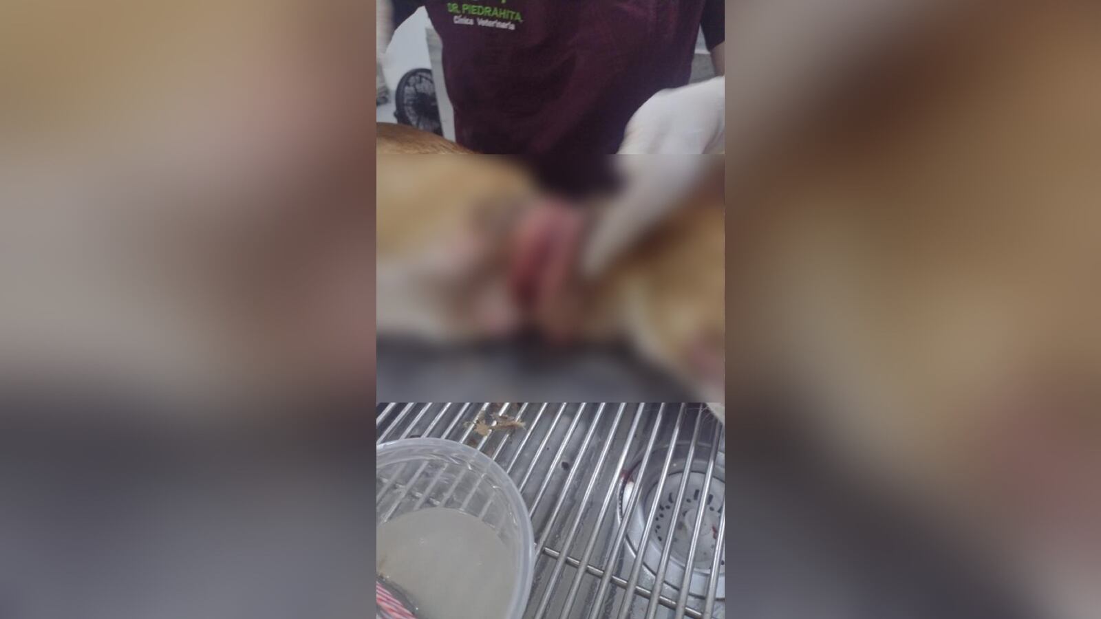 Estas son las tremendas heridas sufridas por Rocky.