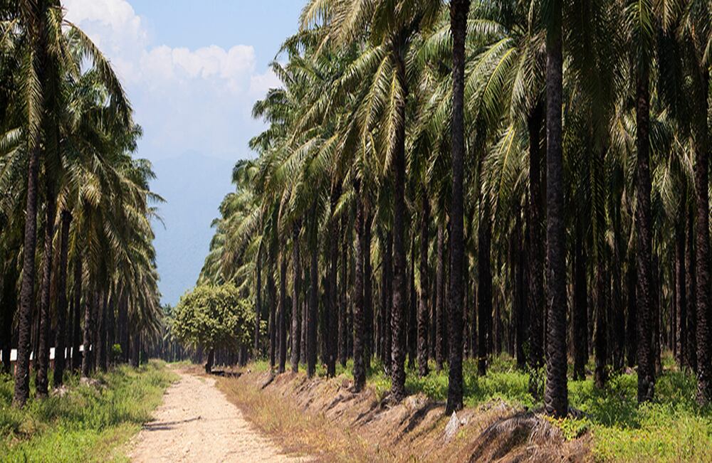 Palmeras en vía al Banco
