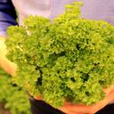 El perejil se puede consumir para bajar el ácido úrico alto. Foto GettyImages.