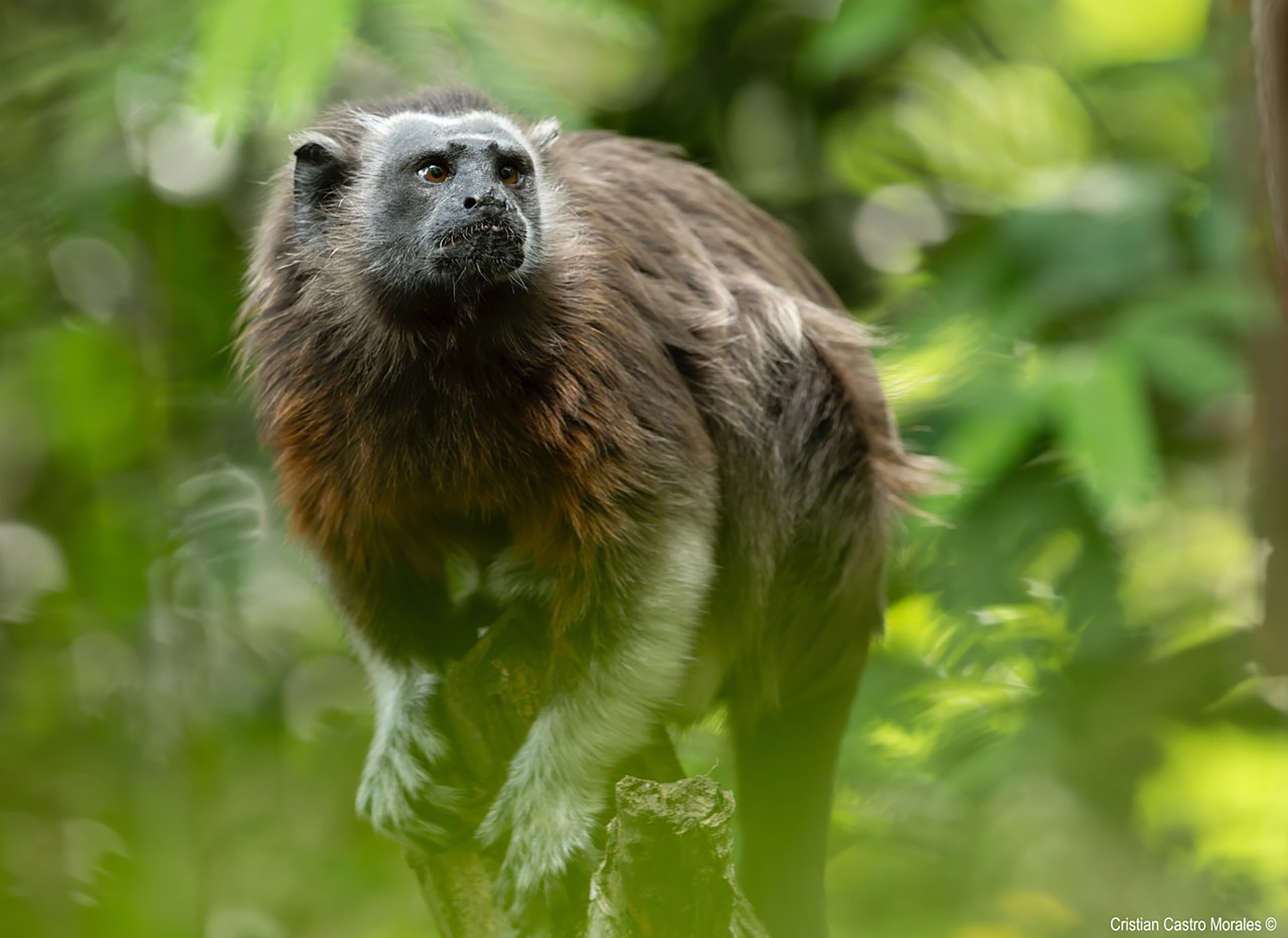 Piscilago trabaja en el cuidado de la fauna silvestre, por lo que han sido certificados por la Asociación Latinoamericana de Parques Zoológicos y Acuarios.