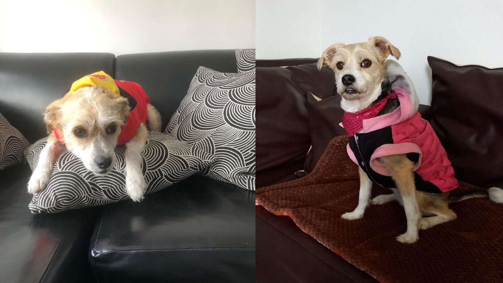 Perros desaparecidos en Bogotá