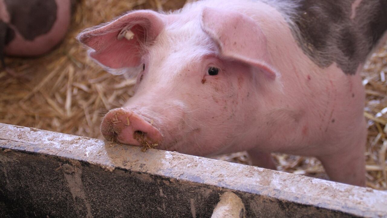 El agricultor también debe pagar una multa.