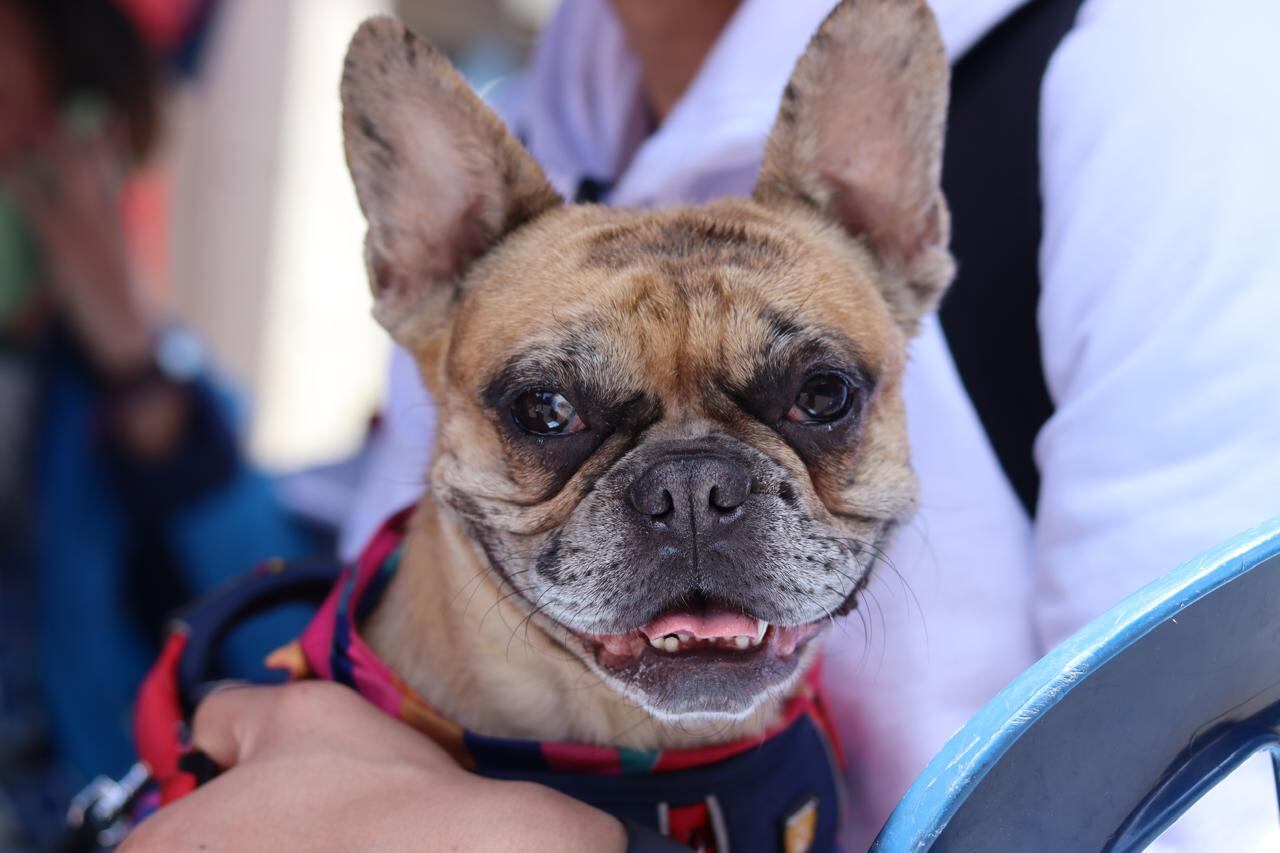 Vacunación contra la rabia a perros en Bogotá