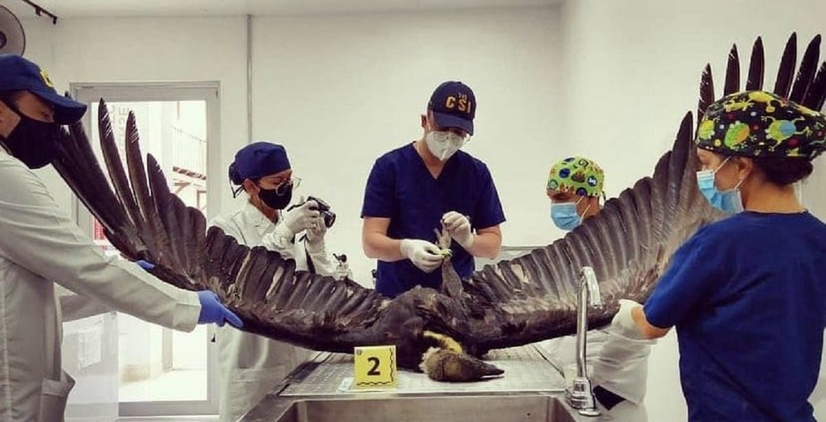 Análisis de cóndores muertos en Santander.