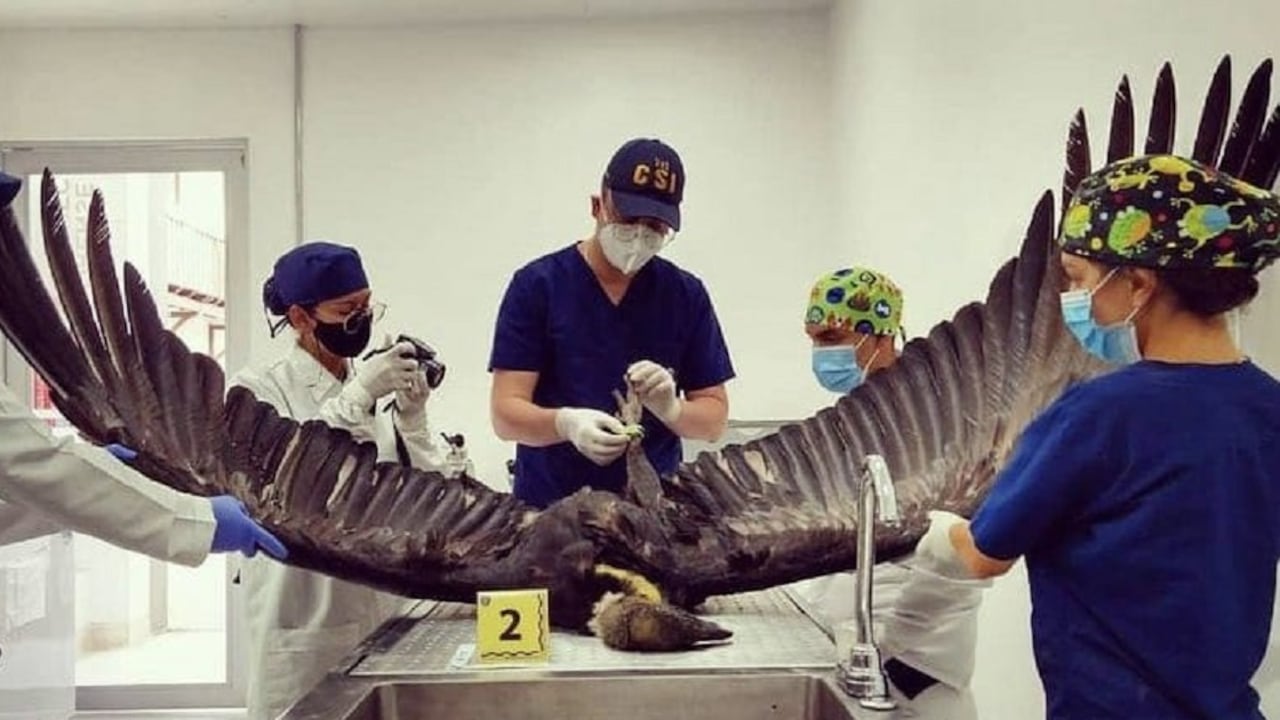 Análisis forense de los cuerpos de los cóndores muertos en Santander.