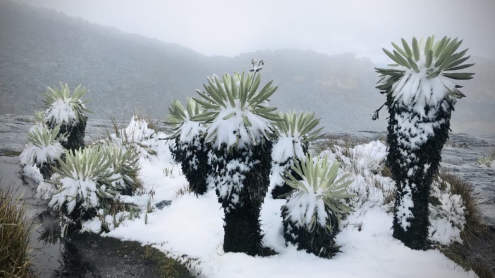 Frailejones y senderos andinos quedaron cubiertos por la nevada, que sorprendió a habitantes y montañistas.