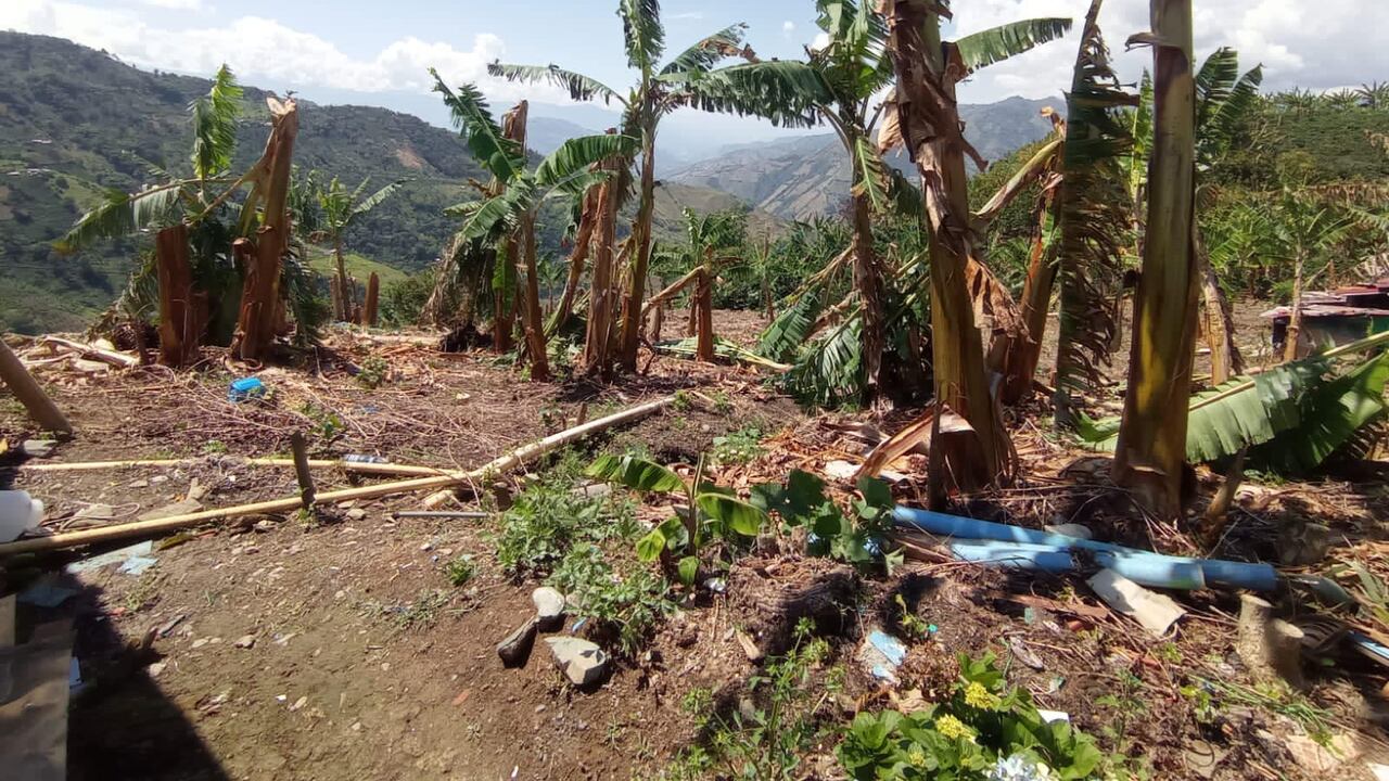 Los fuertes vientos y lluvias afectan los cultivos en varias localidades del departamento de Caldas