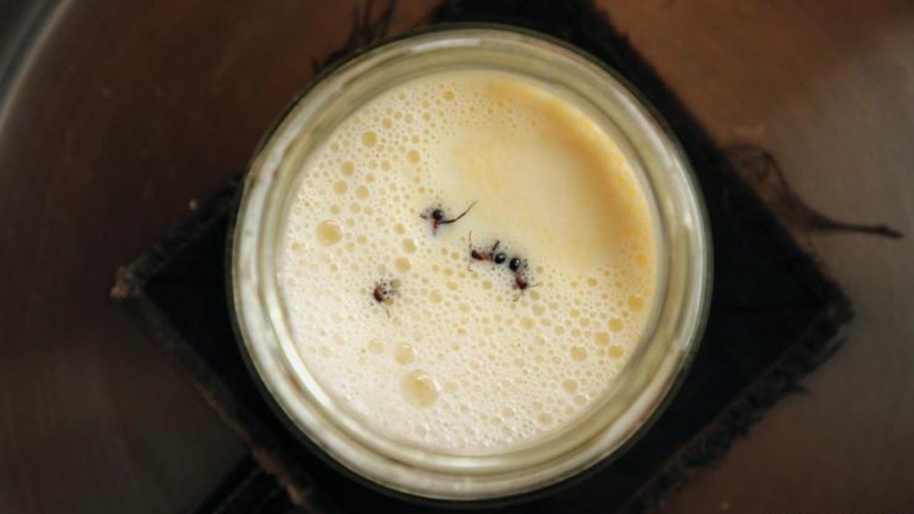 Siguiendo un método tradicional búlgaro de elaboración de yogur, los investigadores añadieron cuatro hormigas del bosque vivas a un tarro de leche caliente.