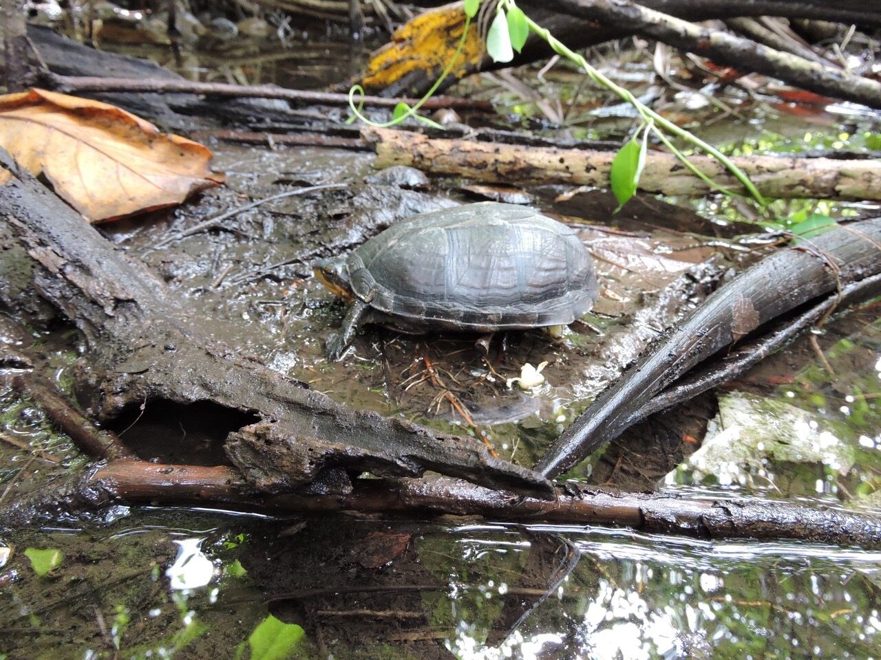 Tortugas amenazadas en Colombia