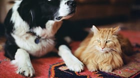 Mascotas