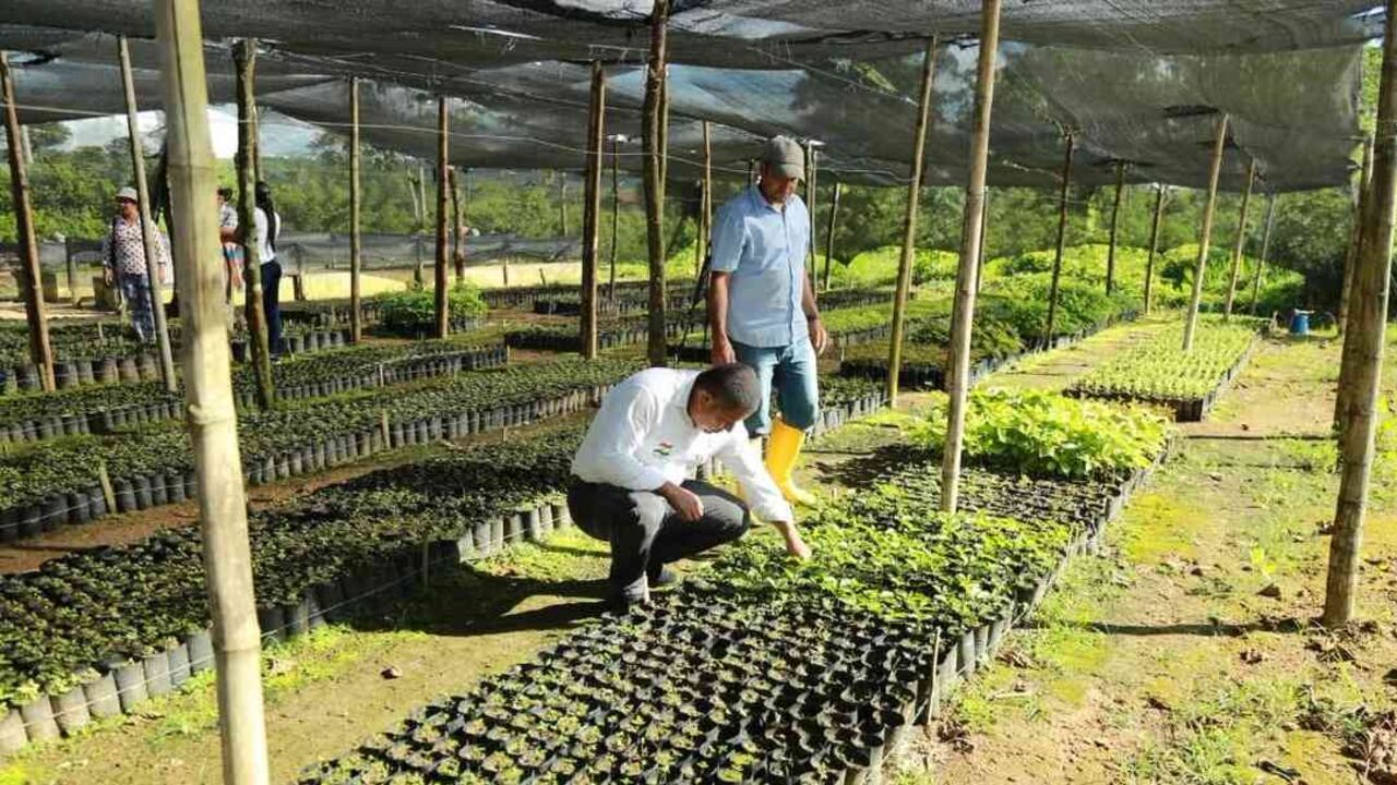 Fortalecer la producción de material vegetal para restaurar los ecosistemas estratégicos del Meta, es el porpósito que se persigue con el establecimiento de los viveros. Foto: Cormacarena.