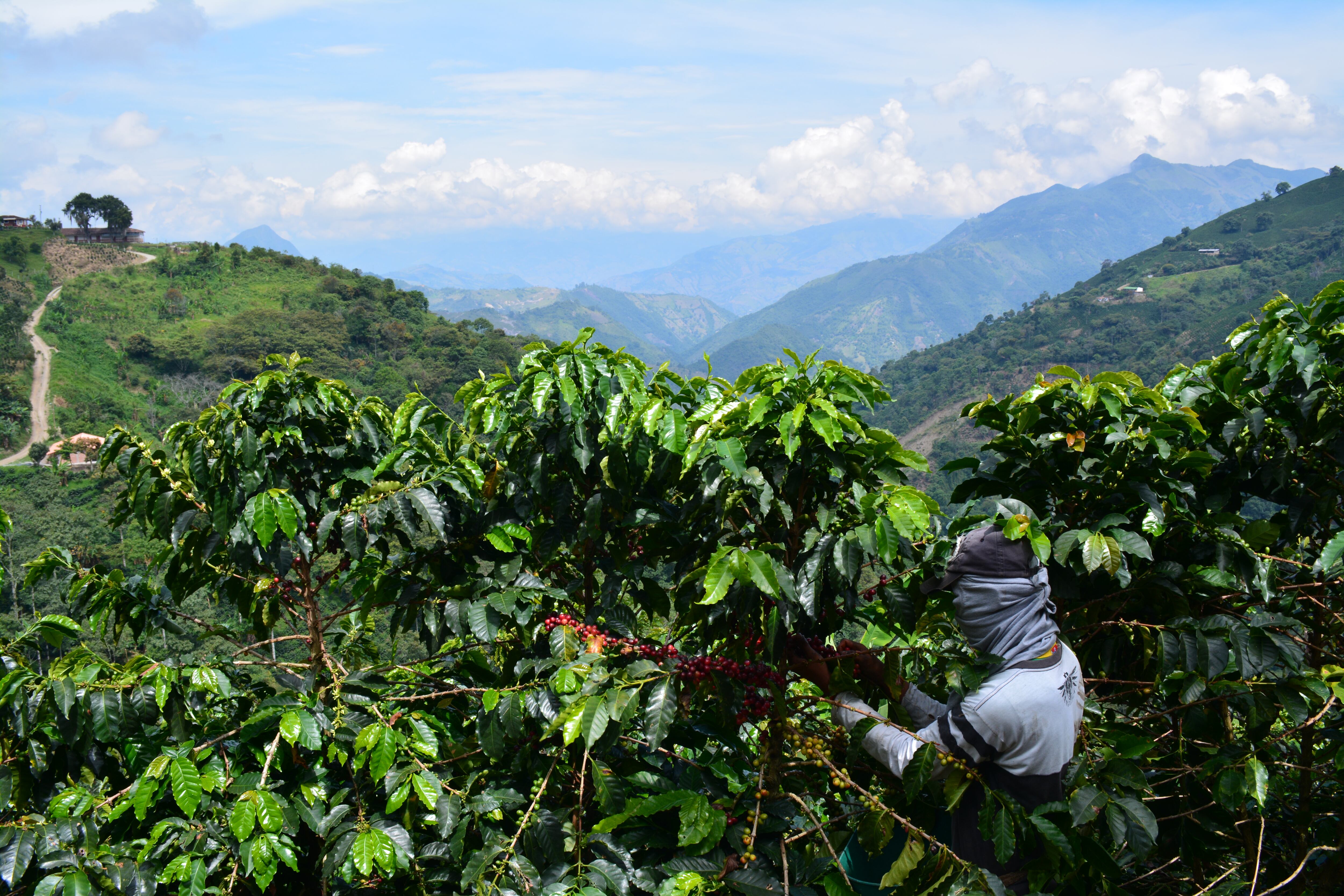 Vereda cafetera La Toscana en Fredonia, Antioquia.