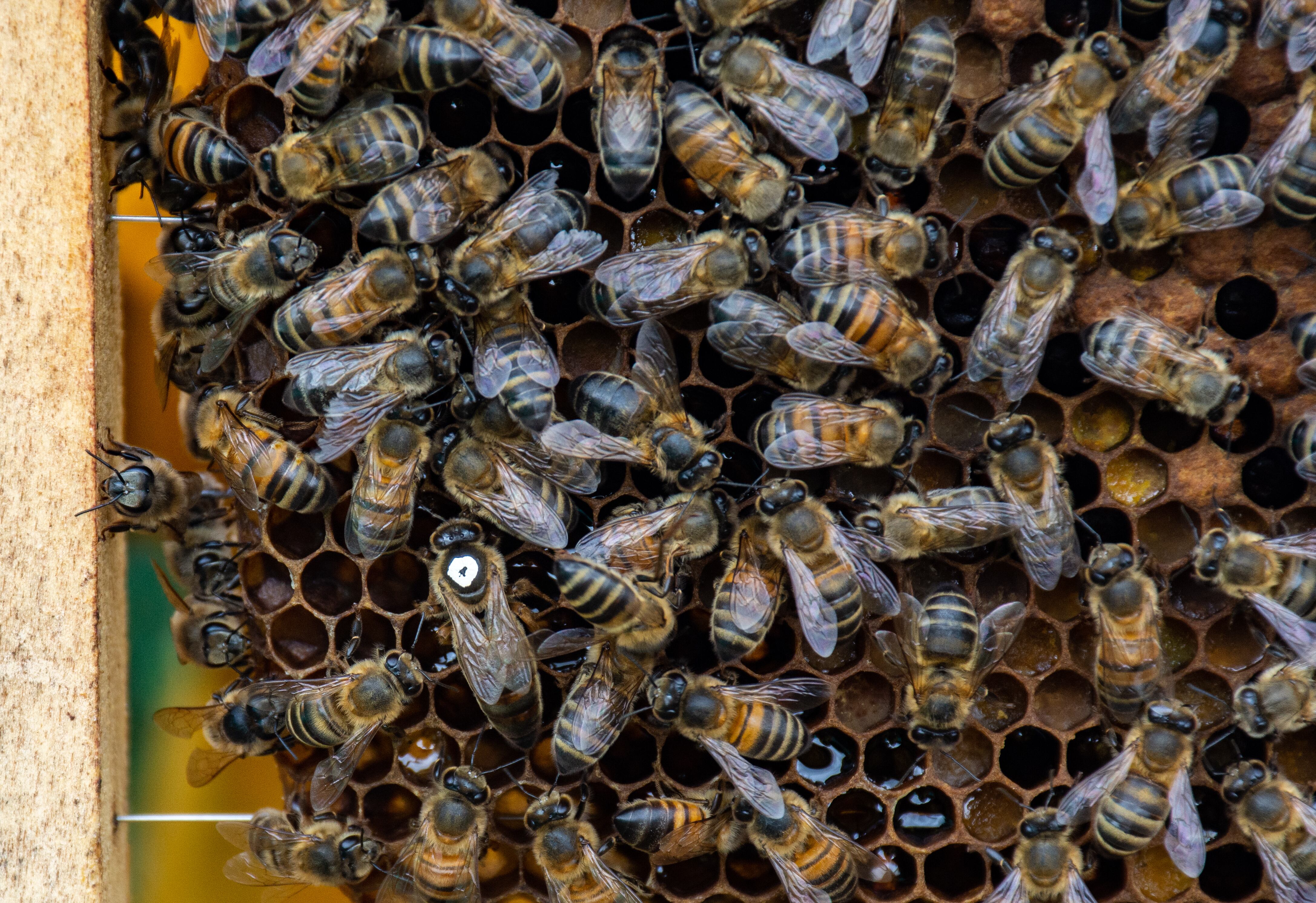 Alrededor de 30.000 abejas mieleras pueden vivir en una sola colmena.