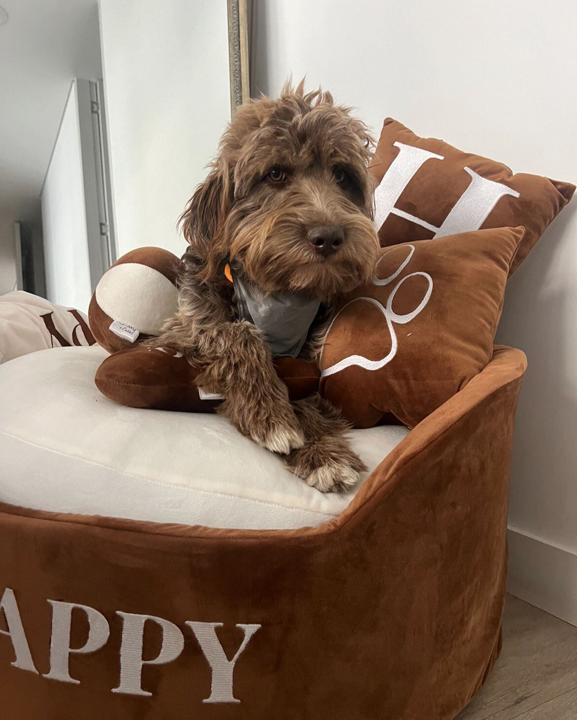 Happy se perdió el viernes 23 de agosto en el norte de Bogotá.