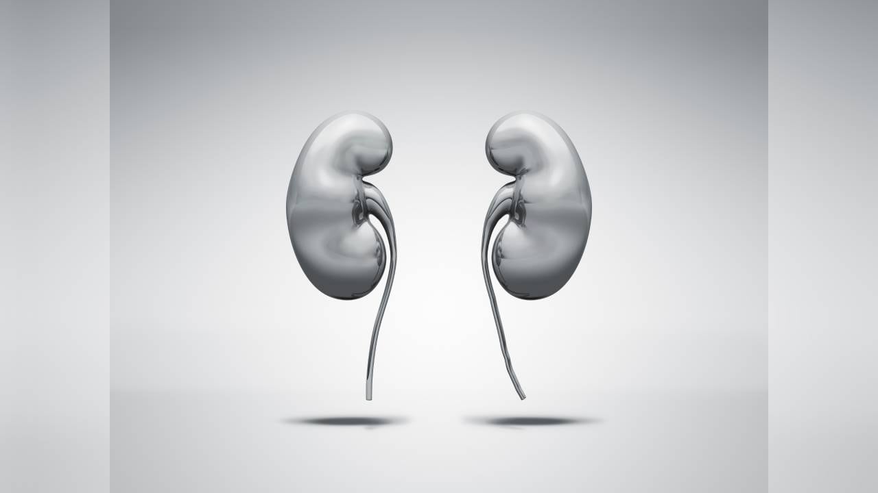 Los riñones cumplen una importante función para el organismo como eliminar toxinas.