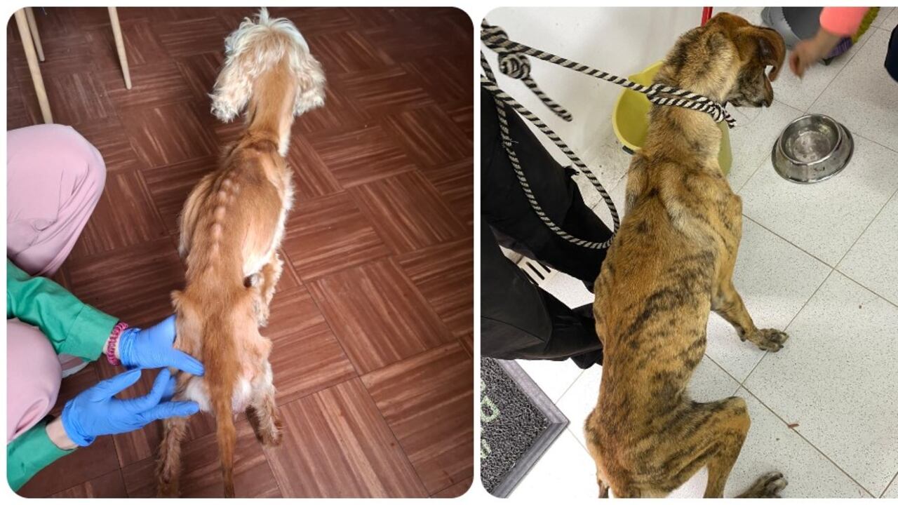 Autoridades rescataron a Maggie, (izquierda) una canina de seis años en estado de desnutrición y Rodolfo (derecha), un perro criollo de dos años que permanecía en una terraza llena de heces.